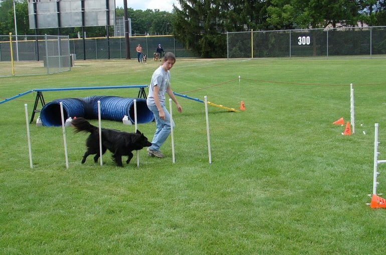 Organization of a recreation park for dogs