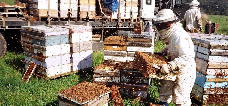 Пчеловодство как бизнес: с чего начать, как преуспеть