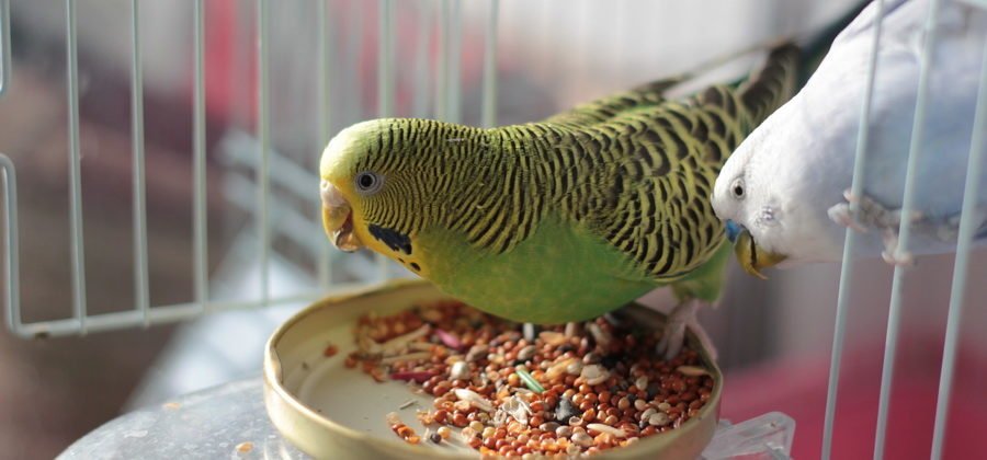 Разведение попугаев в домашних условиях как бизнес
