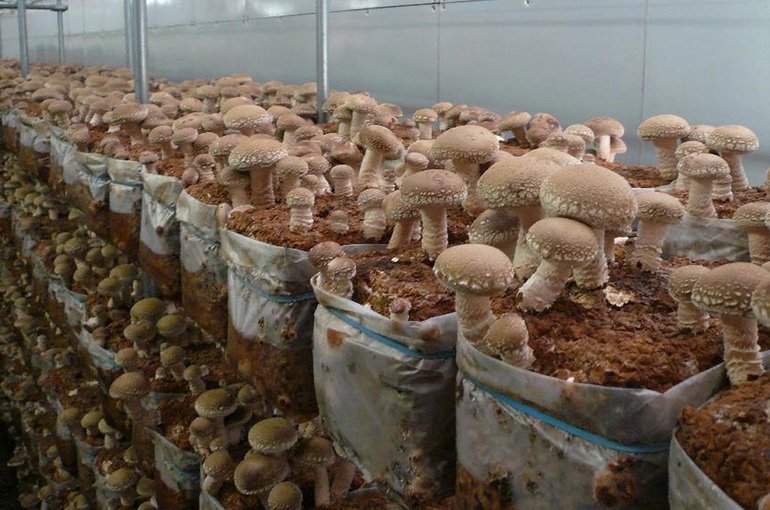 Выращивание грибов шиитаке как бизнес