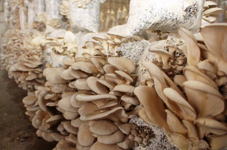 Выращивание грибов вешенок как бизнес