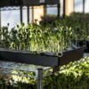 Выращивание и продажа микрозелени как бизнес